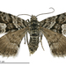 Aponotoreas anthracias - Photo (c) Landcare Research New Zealand Ltd., algunos derechos reservados (CC BY)
