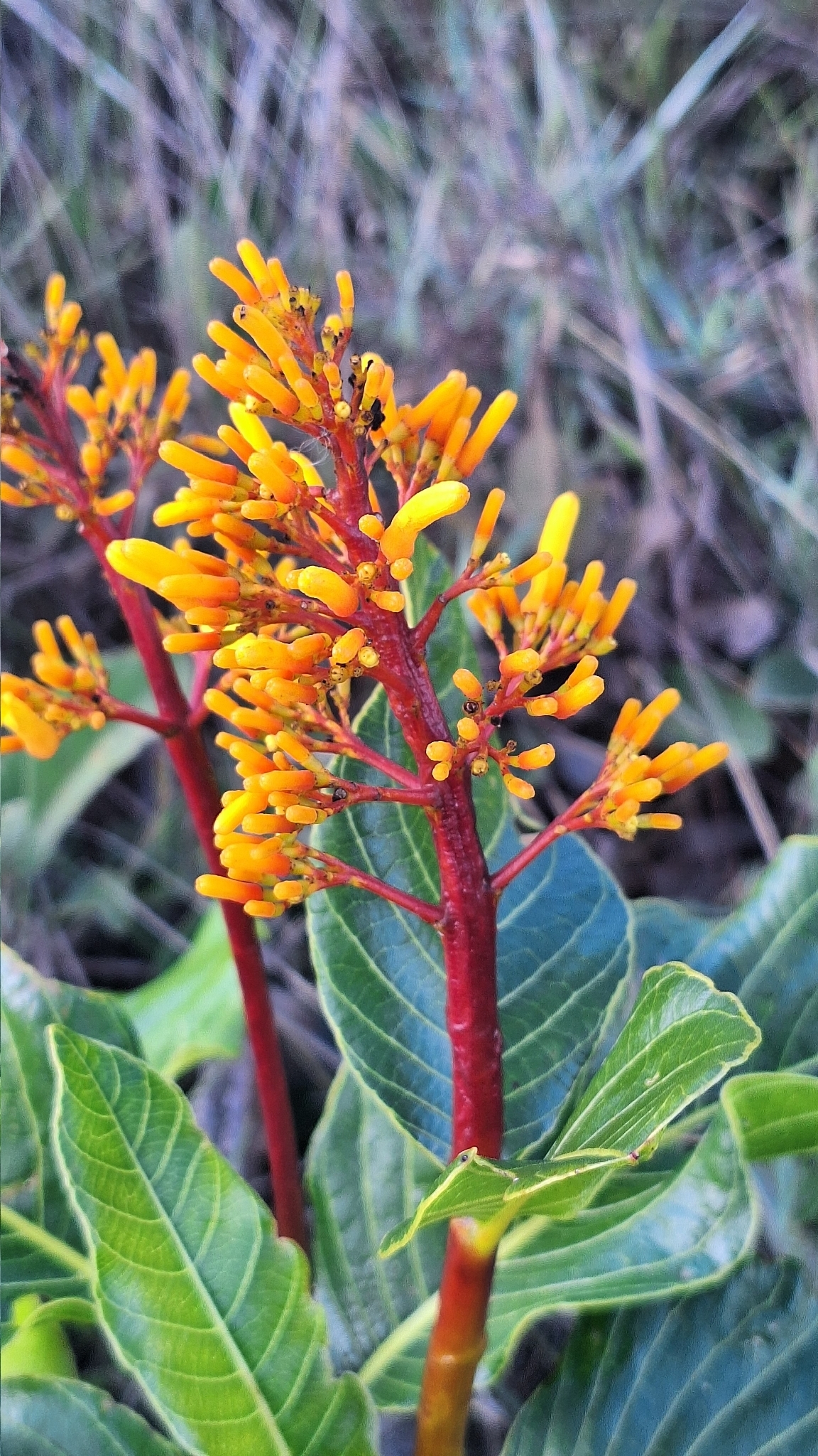 Palicourea rigida