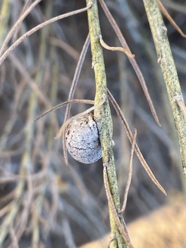 Unknown species found near Santa Fe, NM, US