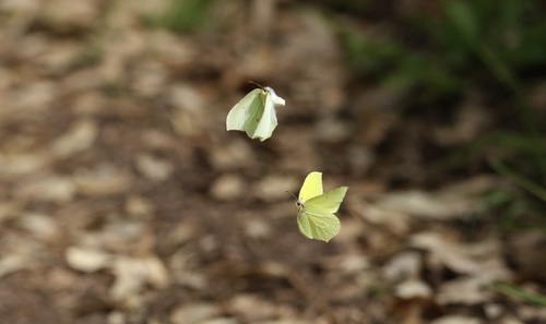 Common brimstone