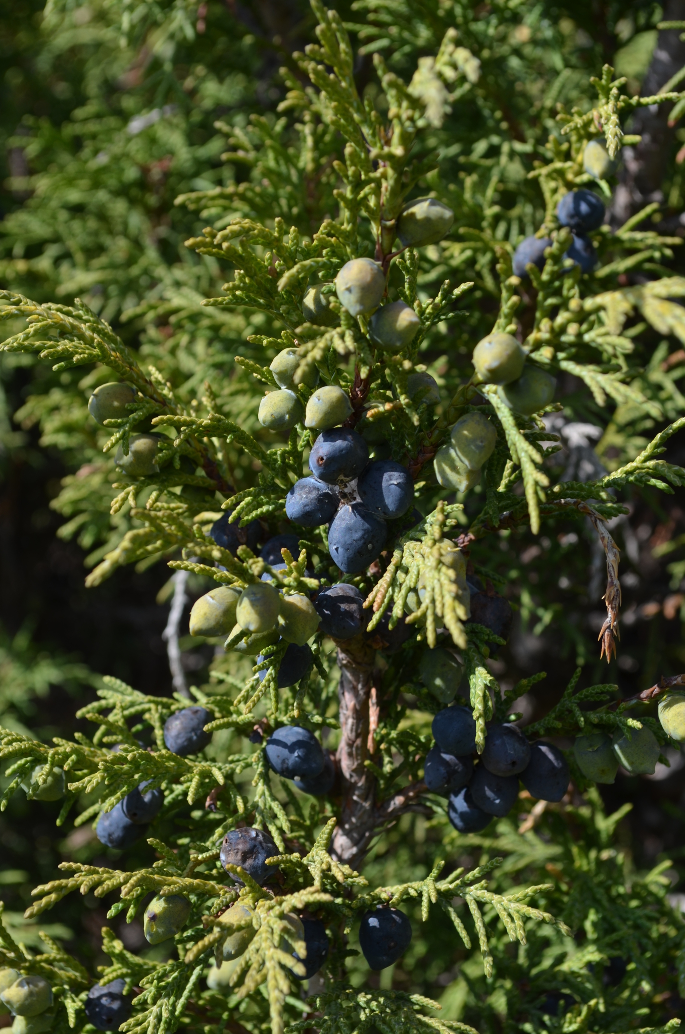 Juniperus pseudosabina