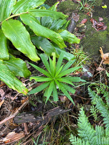 Lobelia hypoleuca observed 2025-11-05