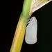 Grey Planthopper - Photo (c) Lek Khauv, some rights reserved (CC BY)