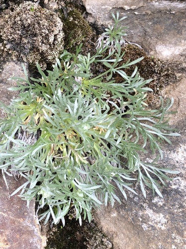 Alps wormwood (Artemisia umbelliformis)