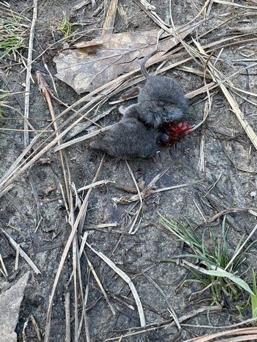 Southern Short-tailed Shrew observed by lylar