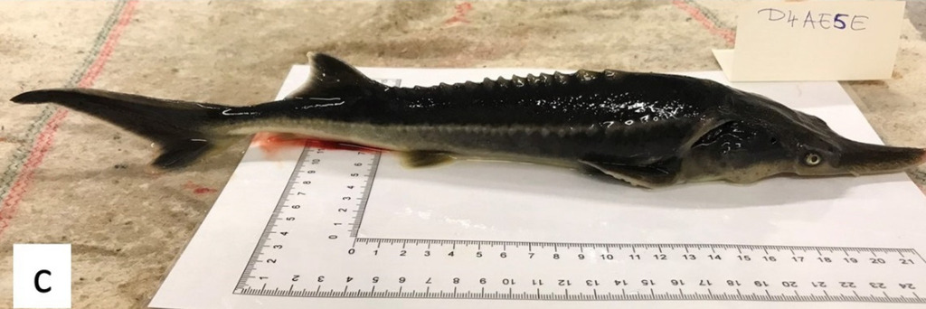 Paddlefish