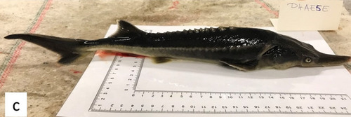 Paddlefish