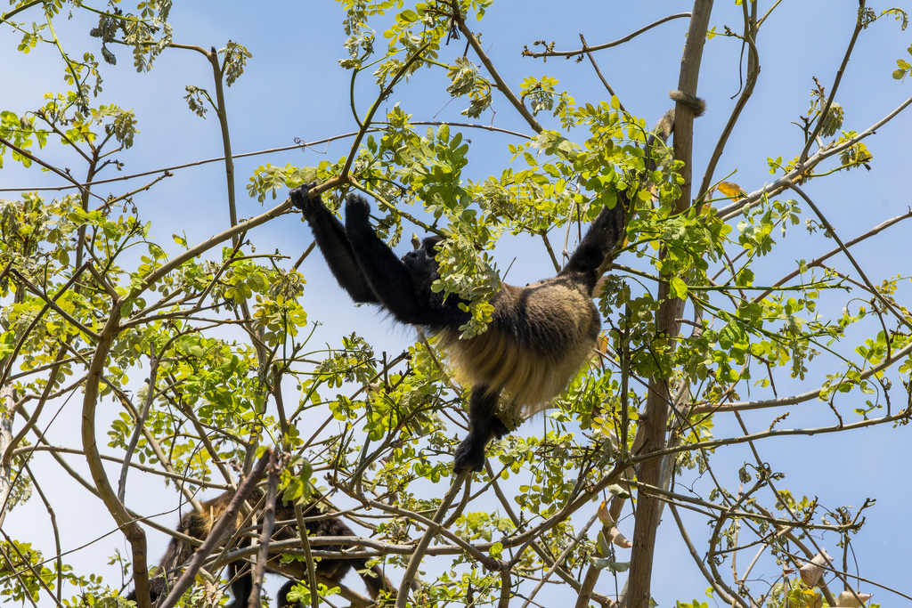 Ecuadorian Mantled Howler