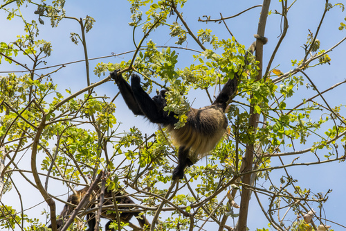 Ecuadorian Mantled Howler