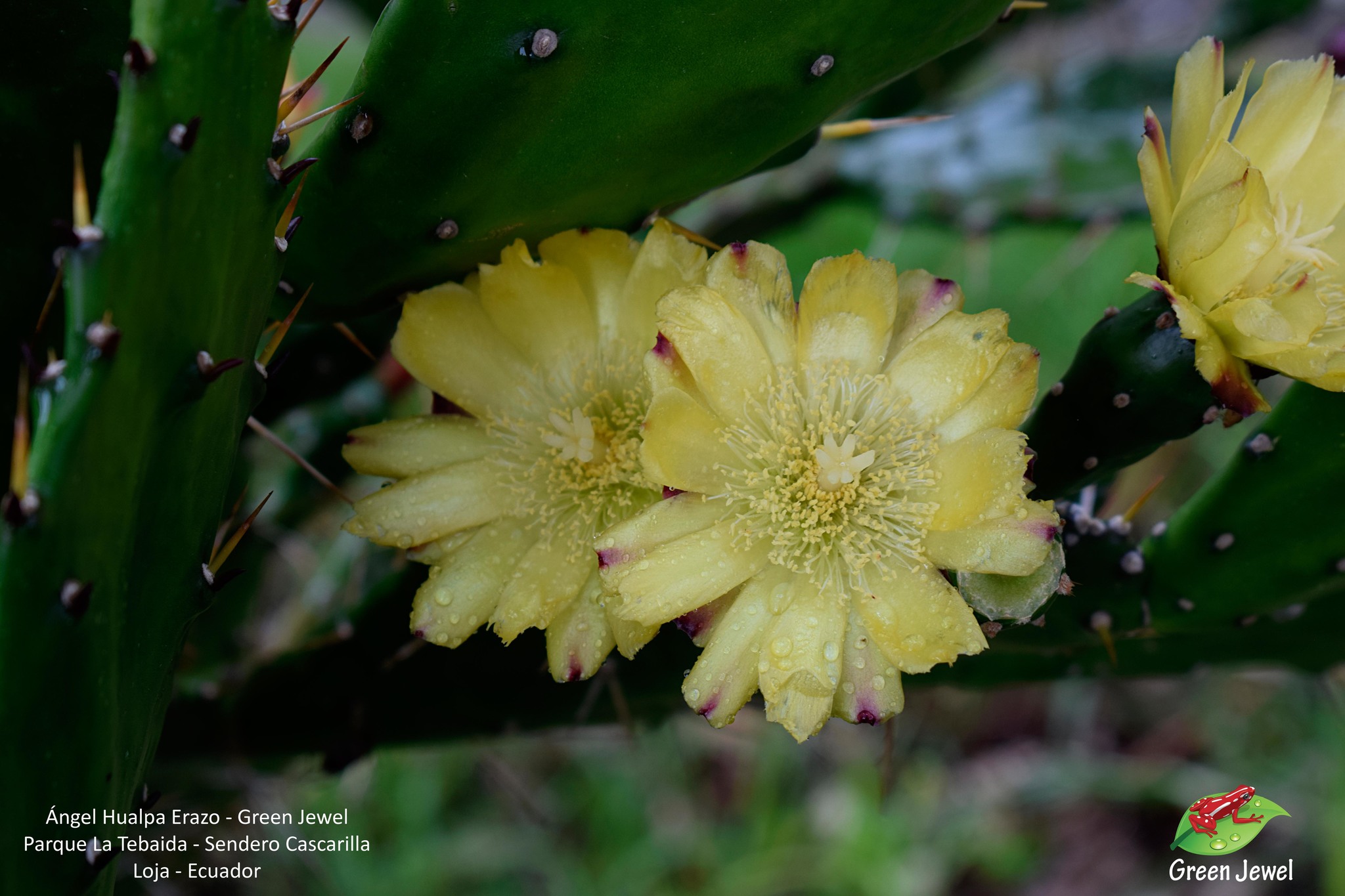 Opuntia monacantha image