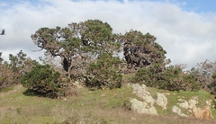 Pinus muricata