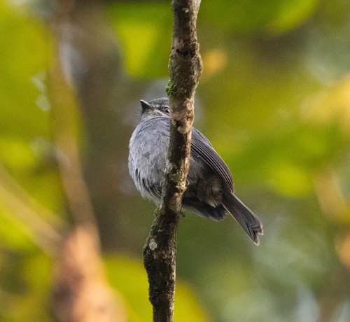 Dusky-blue Flycatcher (Bradornis comitatus), photo 2