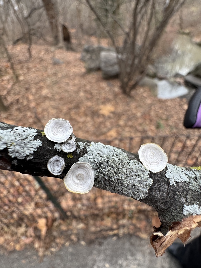 Trametes conchifer · December 2025 · photo: © chrischalfant (iNaturalist, cc-by)