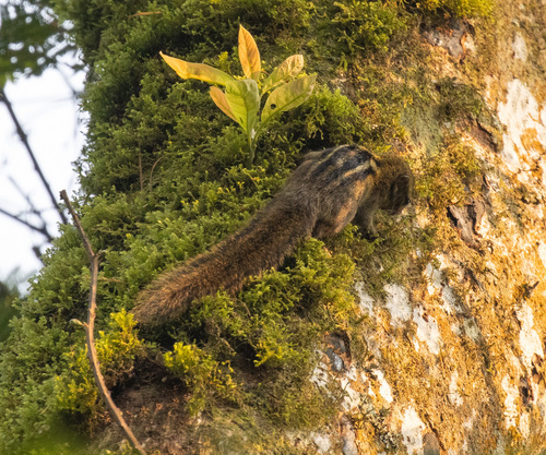 Boehm's Bush Squirrel