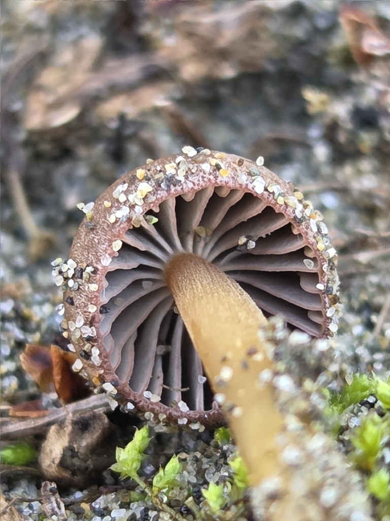 Mycena citrinomarginata