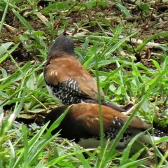 Spermestes bicolor nigriceps