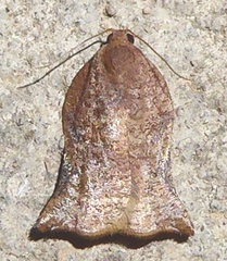 Archips micaceana