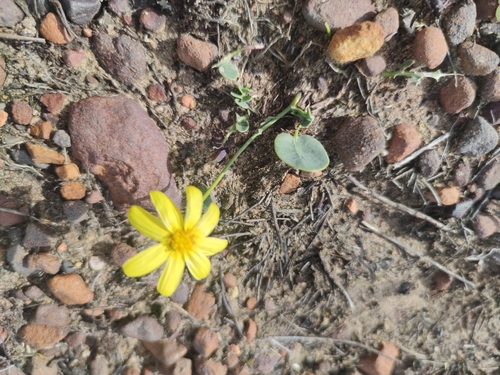 Renoster Babooncabbage (Othonna pinnata)