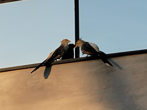Guira Cuckoo