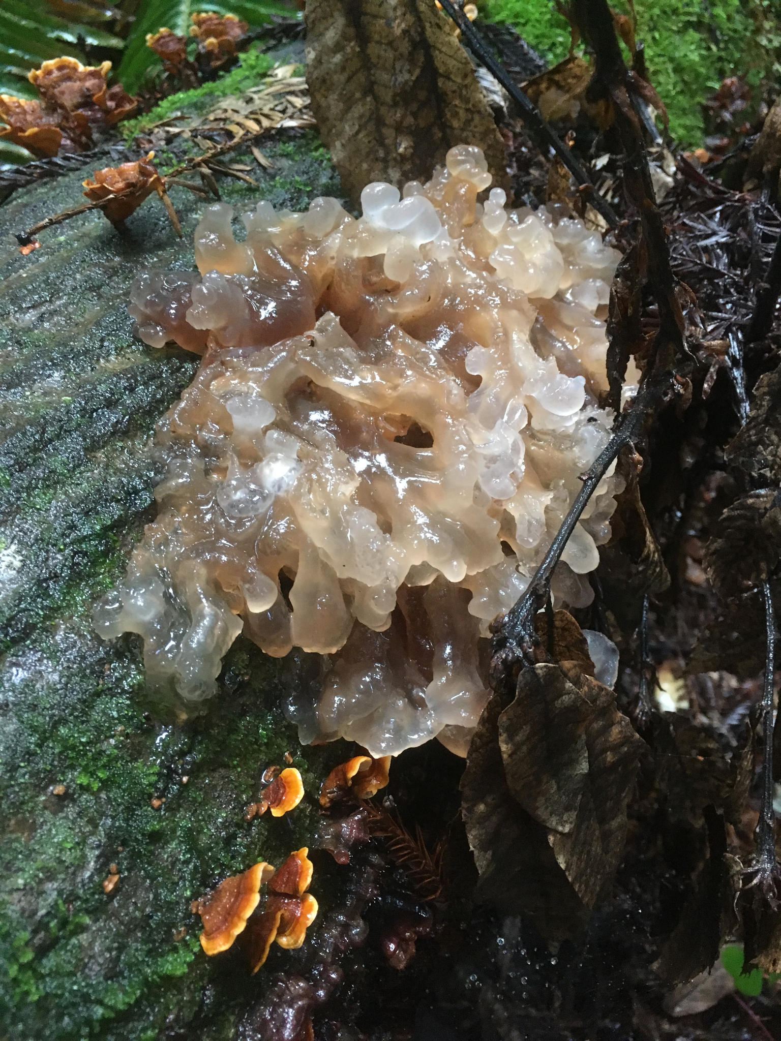 Tremella foliacea image