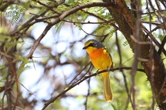 Telophorus sulfureopectus