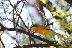 Telophorus sulfureopectus