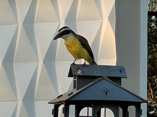 Great Kiskadee
