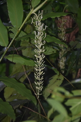 Alpinia cumingii