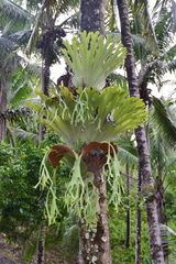 Platycerium grande