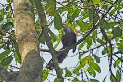 Phaenicophaeus diardi