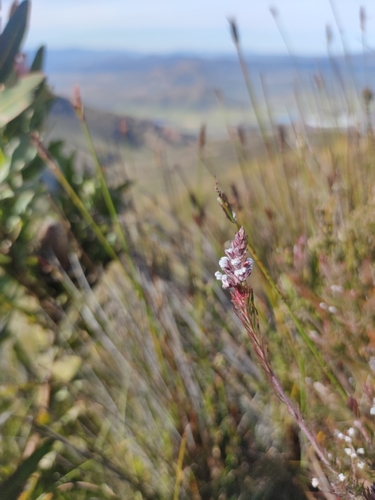 Lax Triplespoon (Spatalla propinqua)