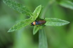 Paradiscodon vanikorense