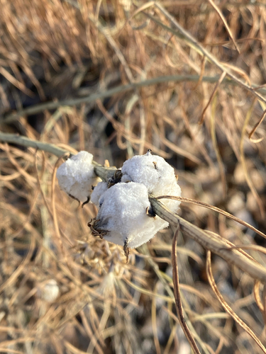 Unknown species found near The Causeway Trail, Grand Junction, CO, US