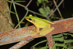 Cabilian Frog photo 2