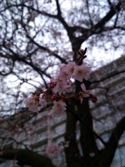 Prunus
