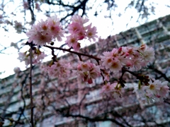 Prunus