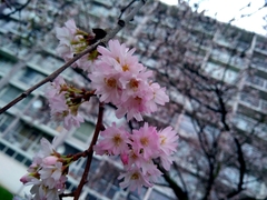 Prunus
