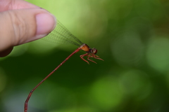 Risiocnemis
