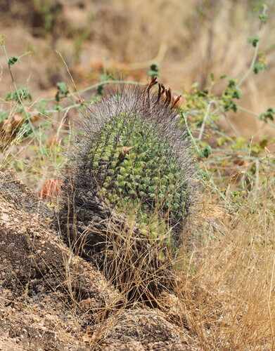 Matucana formosa