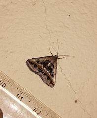 Acantholipes trajecta