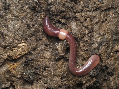 Redhead Worm, photo 8 of 8