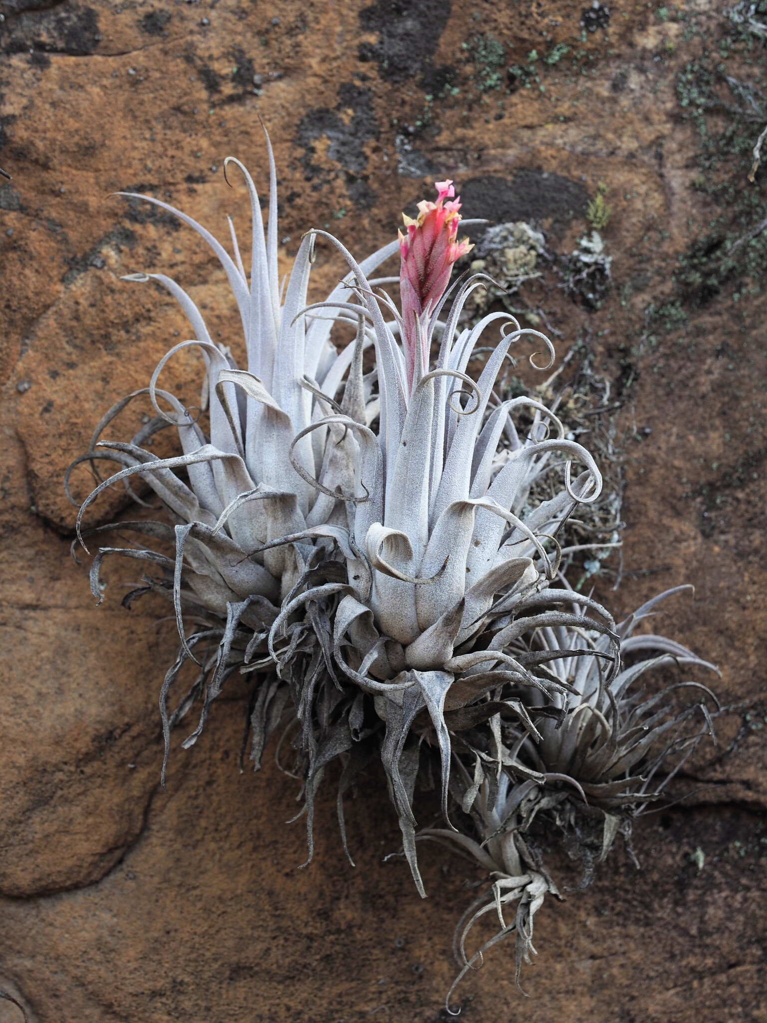 Airplants (Genus Tillandsia) · iNaturalist