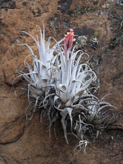 Long Leaf Airplant (Tillandsia longifolia)