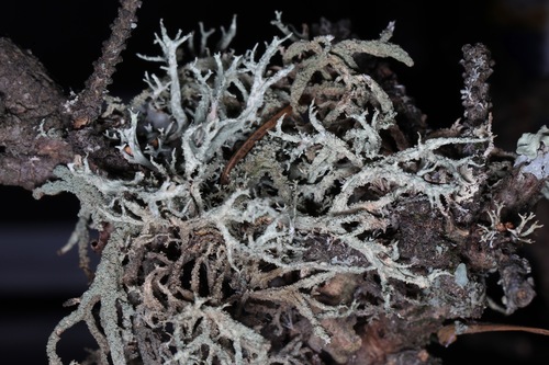 Evernia mesomorpha