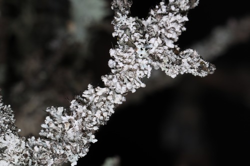 Hooded Rosette Lichen
