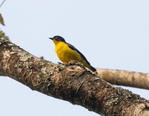Brown-capped Weaver (Ploceus insignis), photo 2