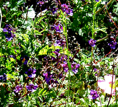 Diascia parviflora