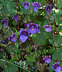 Diascia parviflora