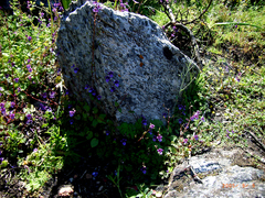 Diascia parviflora