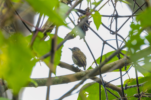 Lafresnaye's Piculet (Picumnus lafresnayi), photo 4